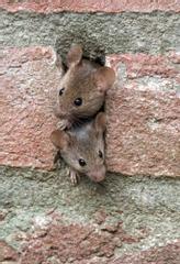 Mice coming out of a brick wall.