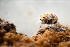 A carpet beetle on moss.