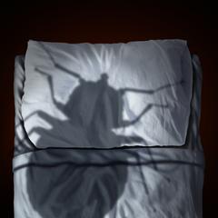 The shadow of a large bug on a bed.