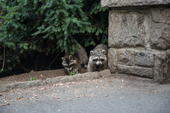 Two racoons climbing out of the woods.