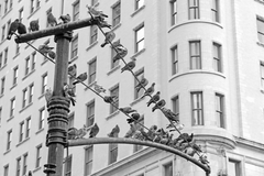 A light post with birds perched on top.