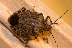 A brown stink bug on a wooden railing.