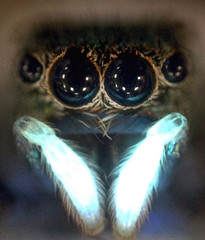 A closeup of a spider's eyes.