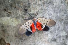 A spotted lantern fly with its wings spread.