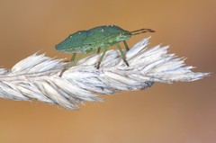 A green stink bug on a plant.