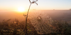 A spider's web.
