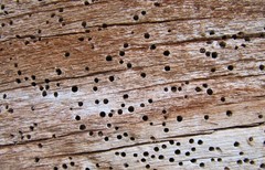 Wood with termite damage.