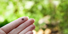 A hand holding a tick.