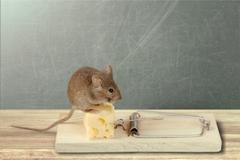 A mouse on a cheese trap.
