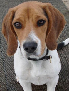 office beagle specializes in canine bed bug detection