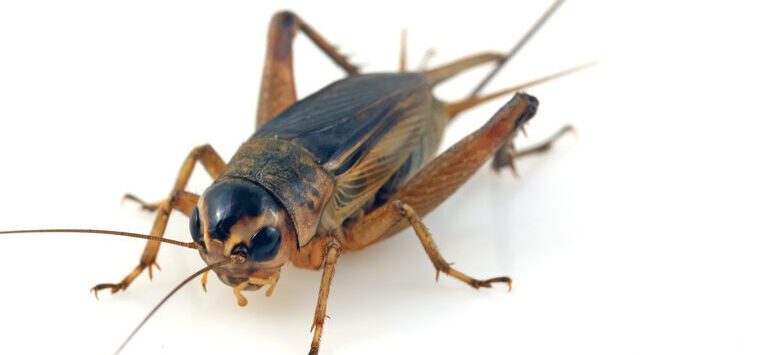 Macro view of a cricket.
