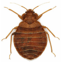 bed bug close up