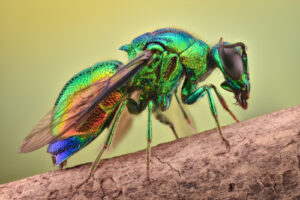 Macro view of a colorful cuckoo wasp.
