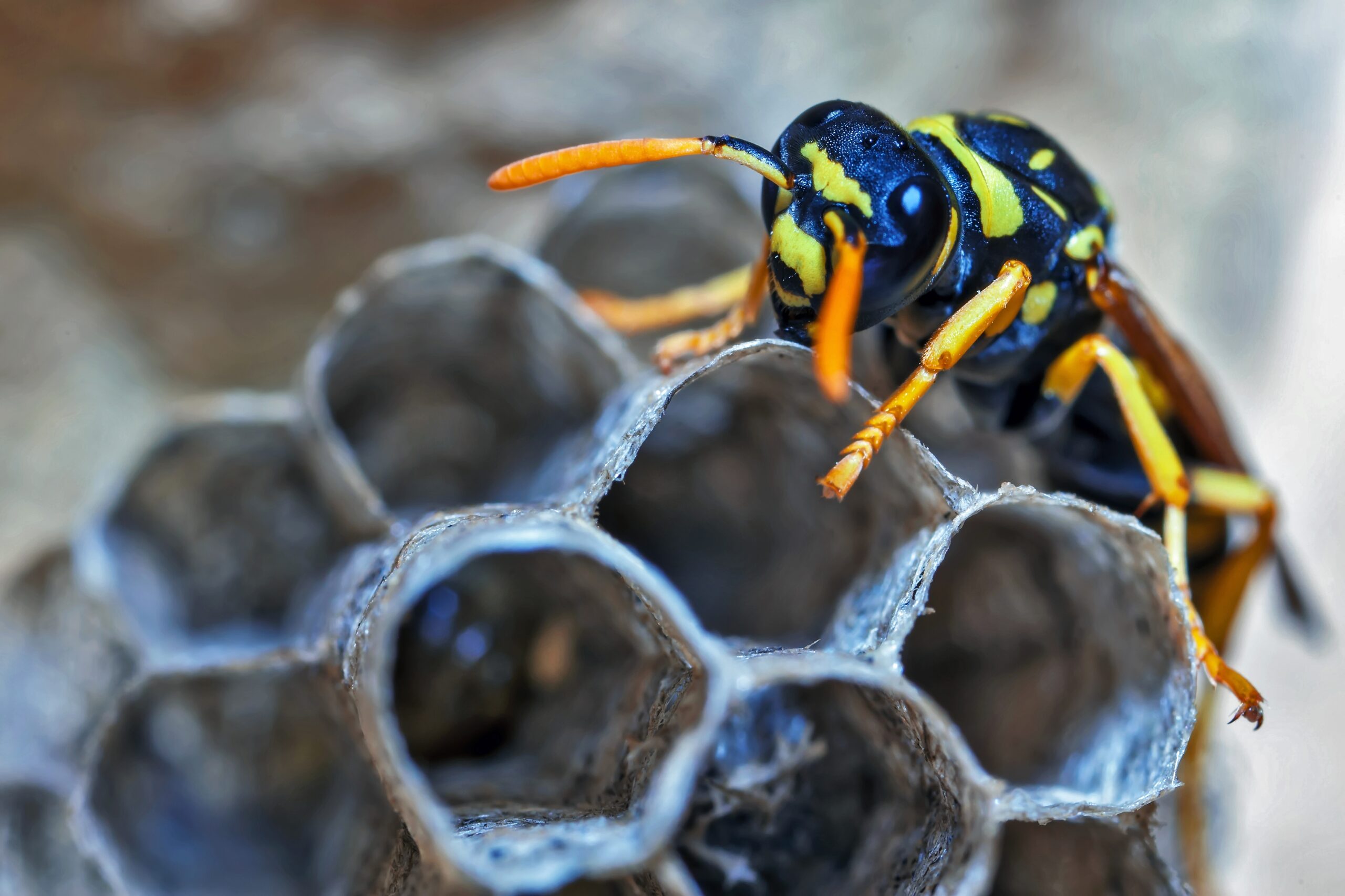 Paper,Wasp,Queen,Builds,Her,Nest