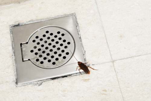 A cockroach crawls over a restaurant floor drain.