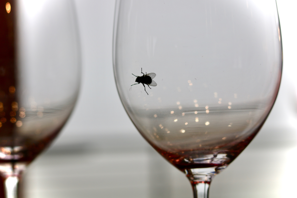A fly crawls along the inside of a wine glass.
