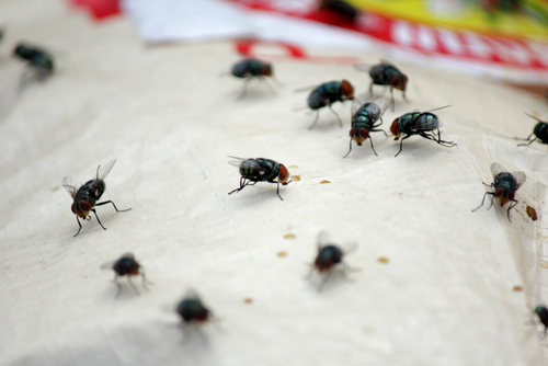 Flies swarm over leftover food packaging.