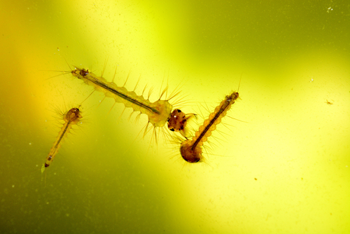 Close up of mosquito larvae swimming in water.