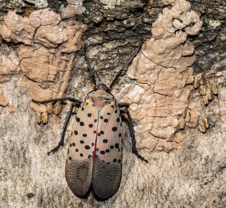 Spotted lanternfly with eggs on tree.
