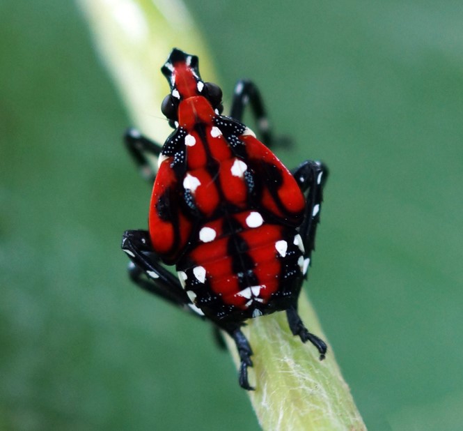 Spotted lanternfly nymph.