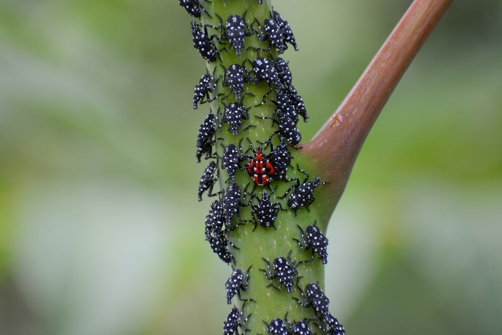 Spotted lanternfly nymphs crawl along a plant stem.