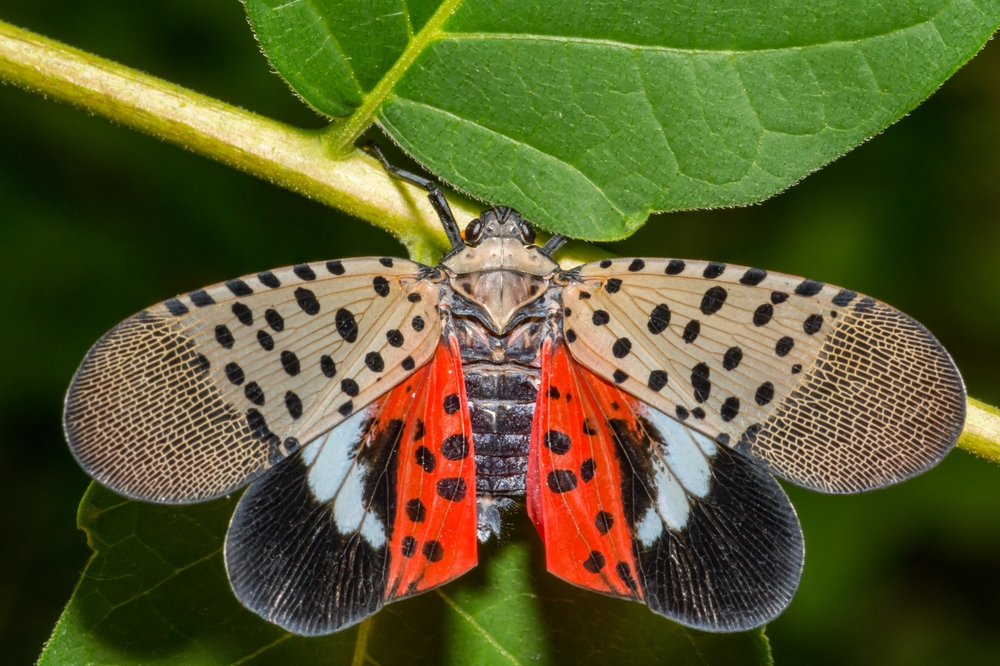 Spotted lanternfly on a tree branch.