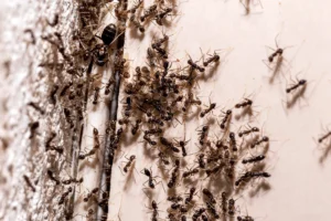 ant infestation coming out of cracks